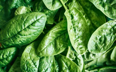 Close-up of fresh, vibrant green spinach leaves with visible texture.