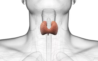 Medical illustration showing the orange butterfly-shaped thyroid gland in the human neck.